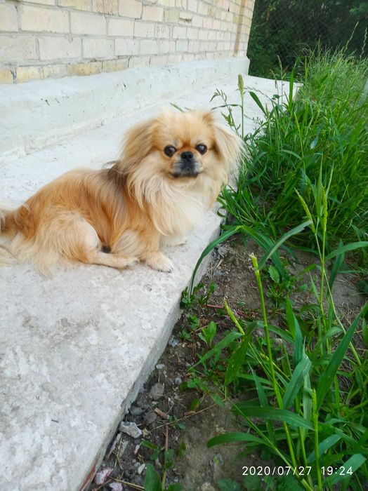 Тварини.в'язка.Пекінес