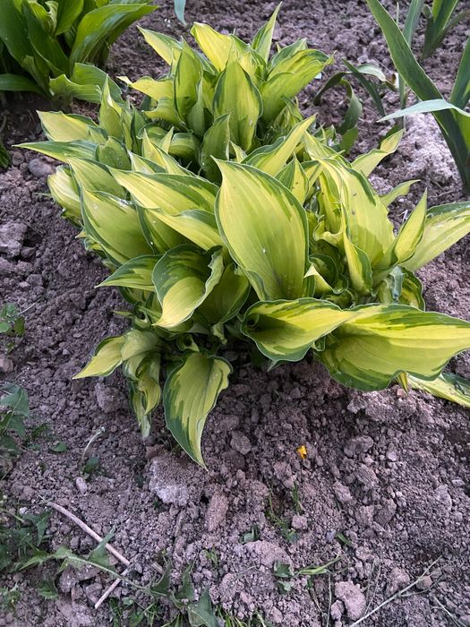 Садові Хости (Hosta)