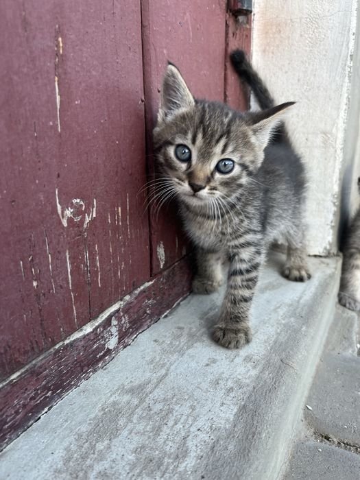 віддам в добрі руки