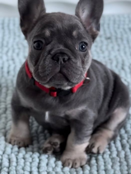 Карапуз  блакитний