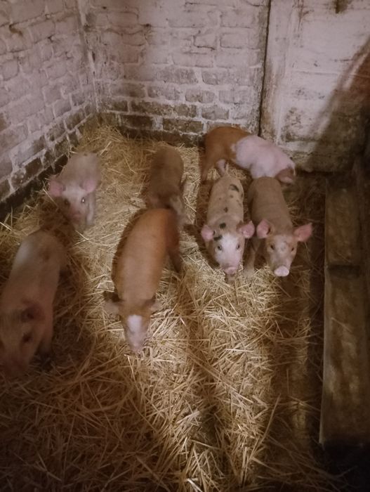 Продам поросяток