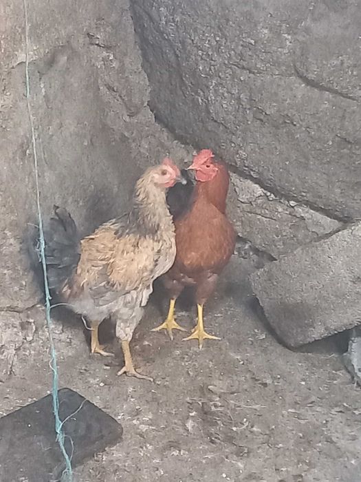Vendo galos caseiros