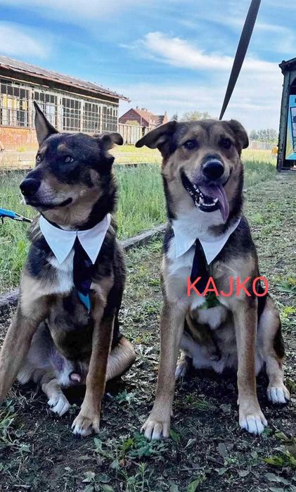Dostojny Kajko do adopcji
