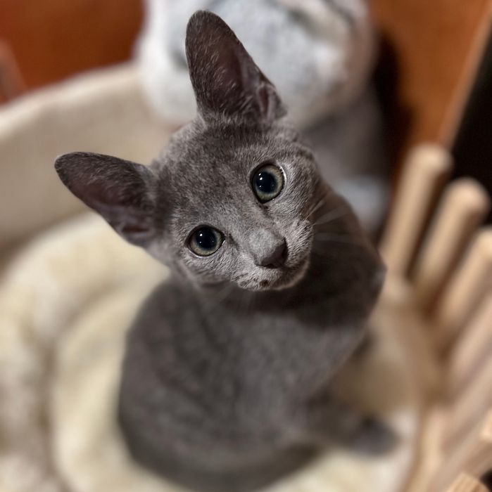 Kot Rosyjski Niebieski- Carska Maskotka*PL - Rosyjskie niebieskie