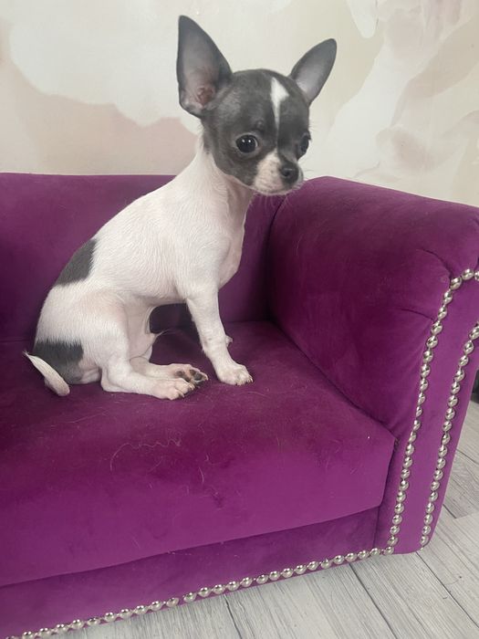 Pies chihuahua .
