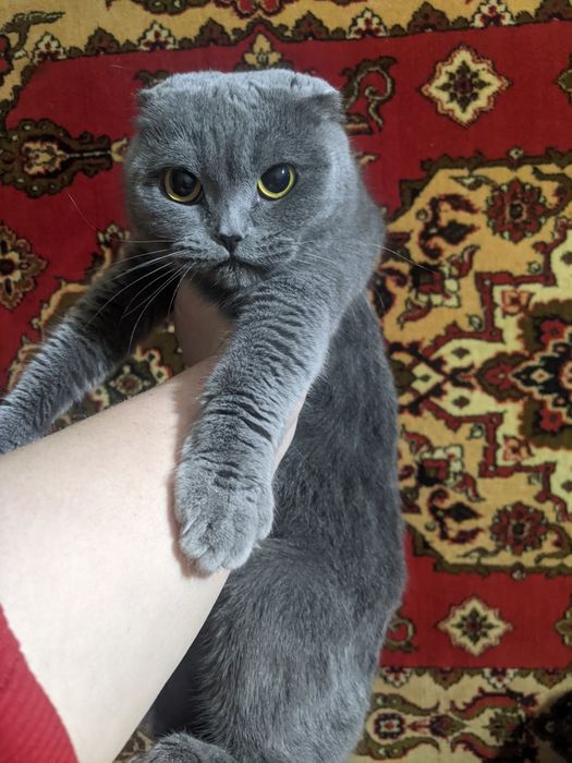 Хлопчик аліментний скоттіш фолд