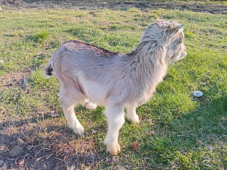 Продаються козенята від молочних кіз