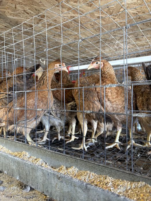 Продам курочки Домінант 3 місяців