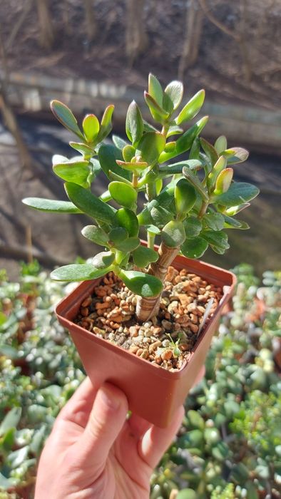 Crassula  Ogre Ears  Крассула Вуха Огра