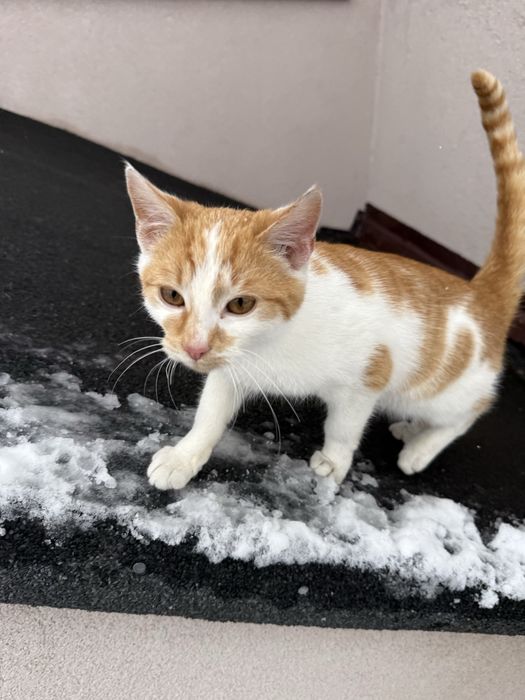 Znaleziona/ Do oddania kicia