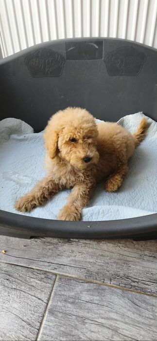 Apricot płowy goldendoodle samiec biszkoptowy badania genetyczne