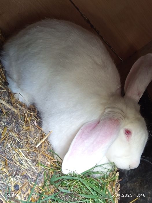 Samica baran francuski