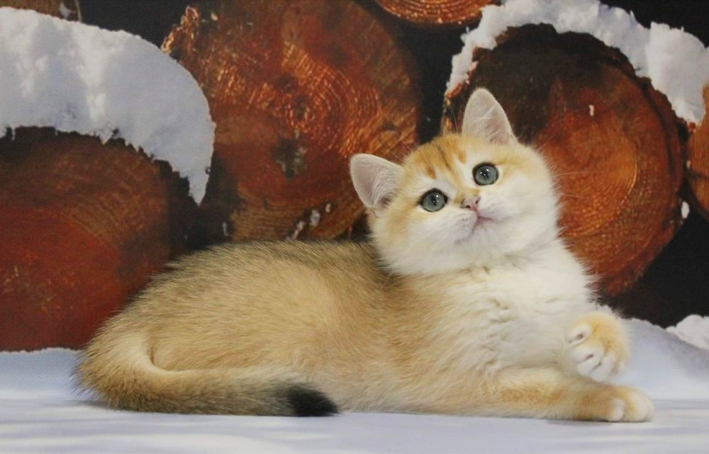 Елитные золотые шиншилы от титулованных родителей!