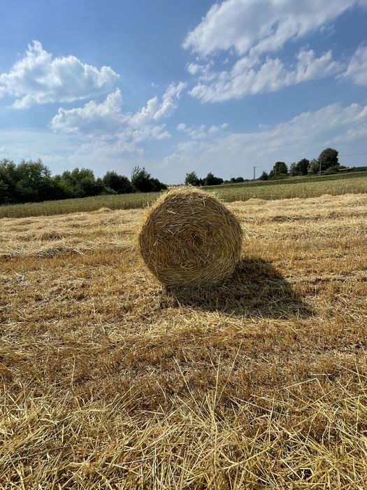 Продам солому в тюках)