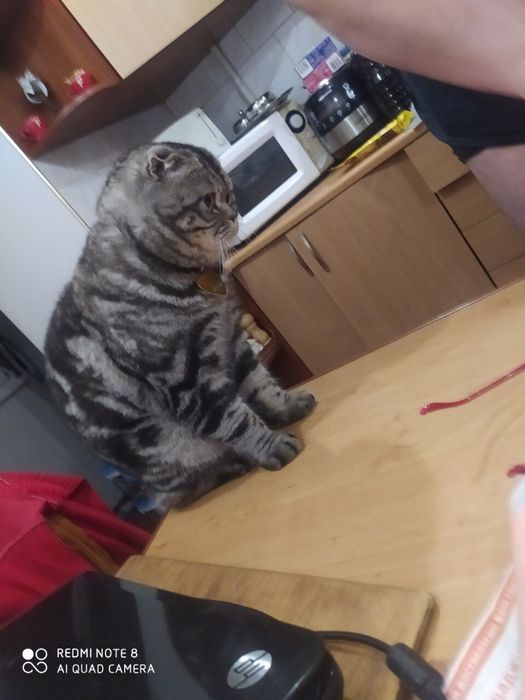 В’язка шотландський висловухий котик