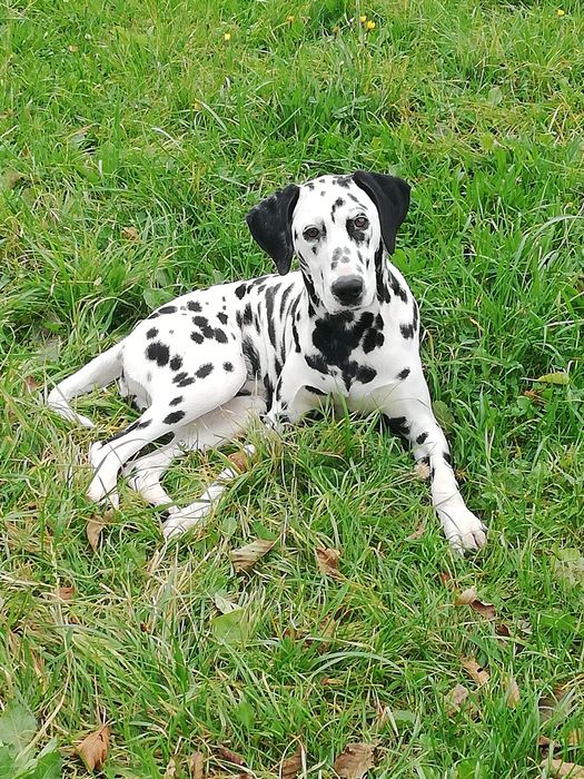 Dalmatyńczyk piesek chłopak