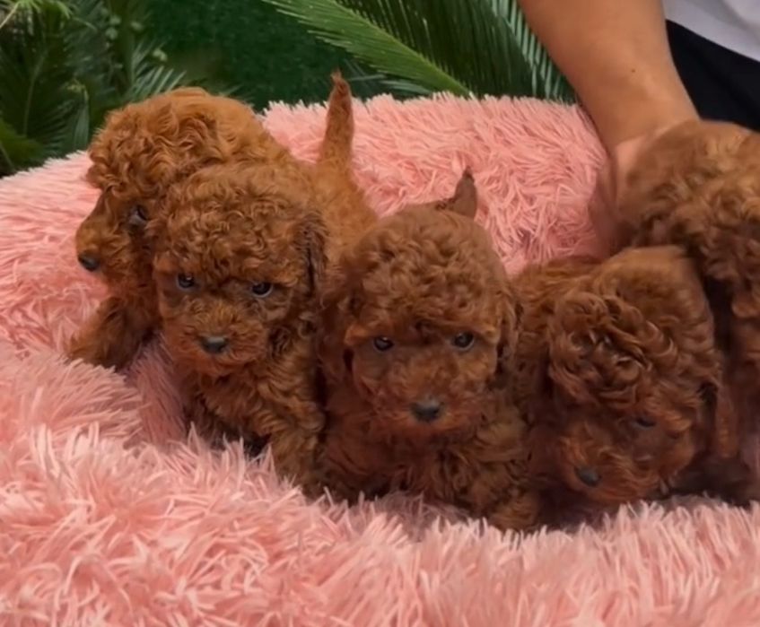 Неймовірні бусини той пуделята