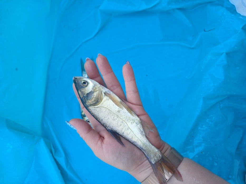 Tołpyga 15-20cm Karp Lin Jesiotry
