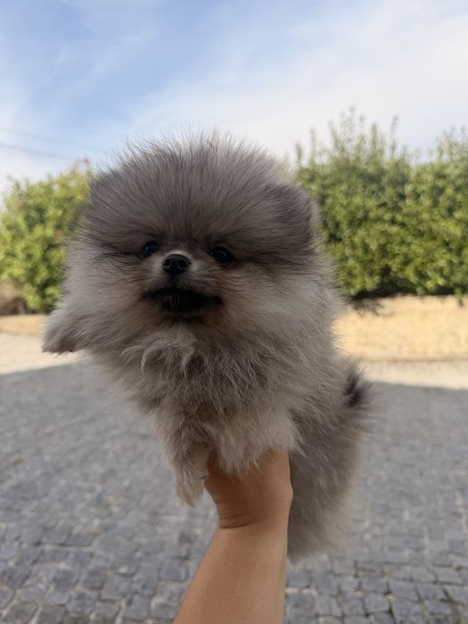 Lindo macho pomerania