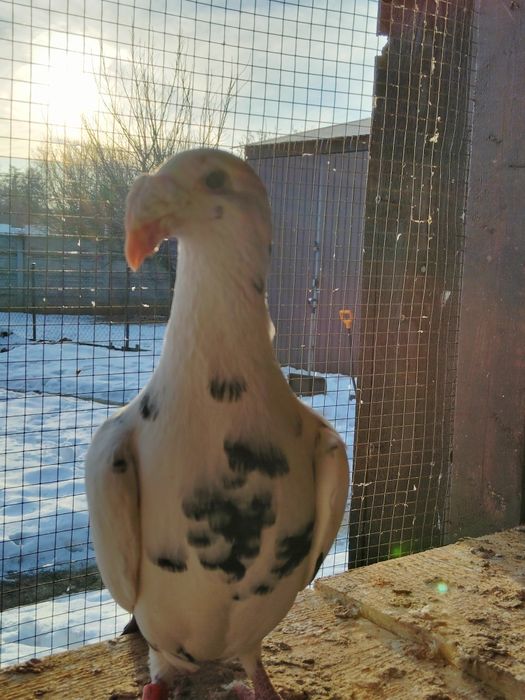 Gołębie rzeszowskie