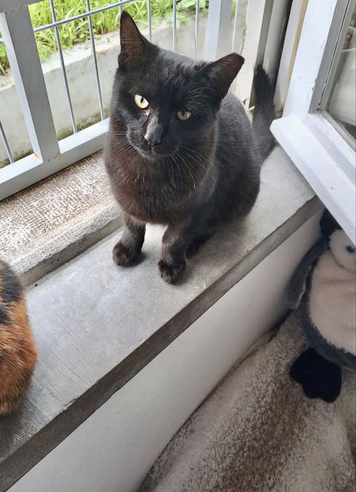 Gata e gato para adopção responsavel