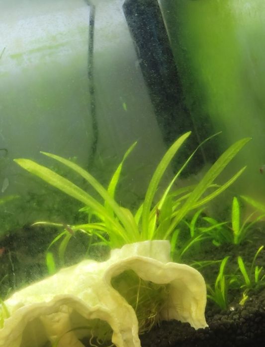 Helanthium Tenellum – Planta Natural para Aquário |  Fácil e Resistente