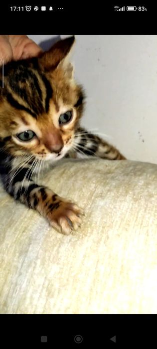 Gatinho  Bengal 2 meses