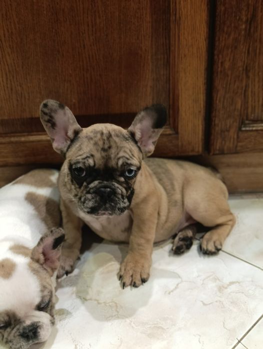 Buldog francuski suczki