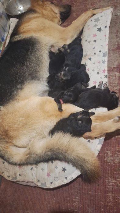 Продам щенков Восточно Европейской Овчарка