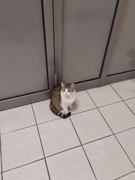 Kocia rodzina do adopcji lub na dom tymczasowy