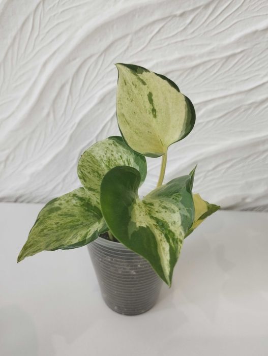 Епіпремнум Тайський клон