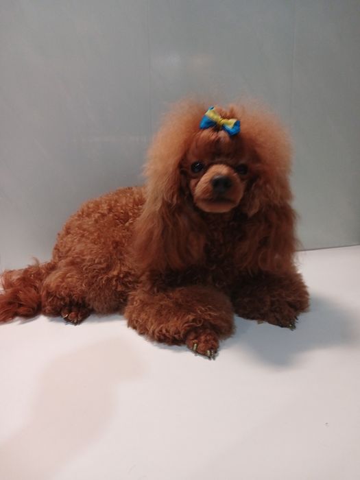 Той пудель на вязку