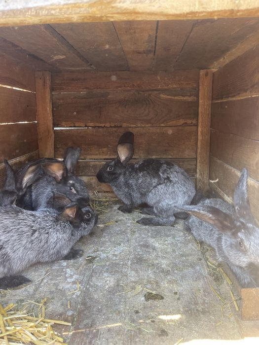 Продам Кролі Полтавське срібло та панон