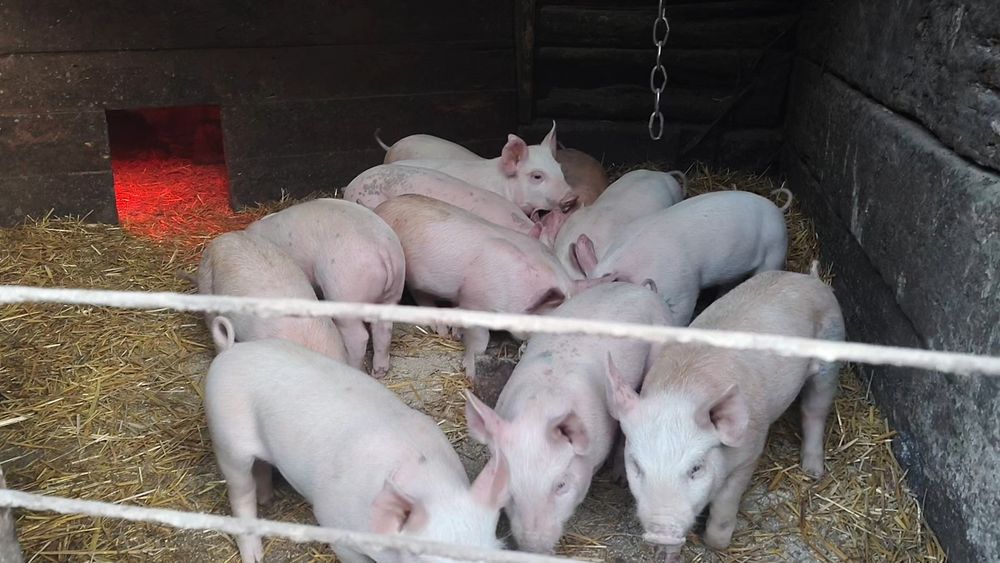 Поросята мясного напрямку