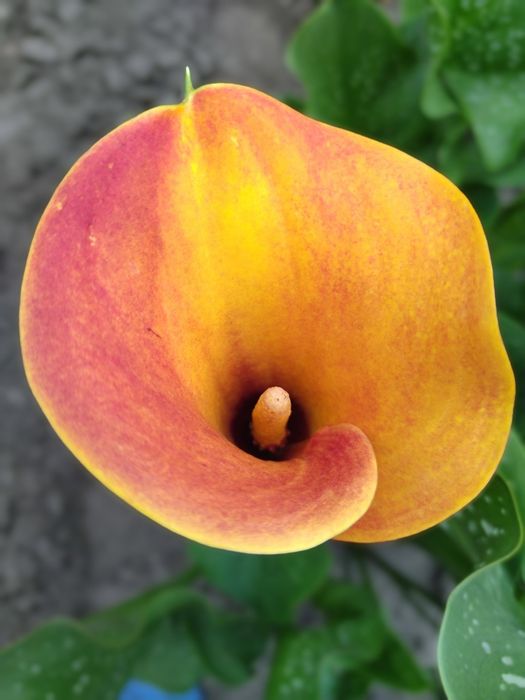 Продаж луковиць калли 30грн