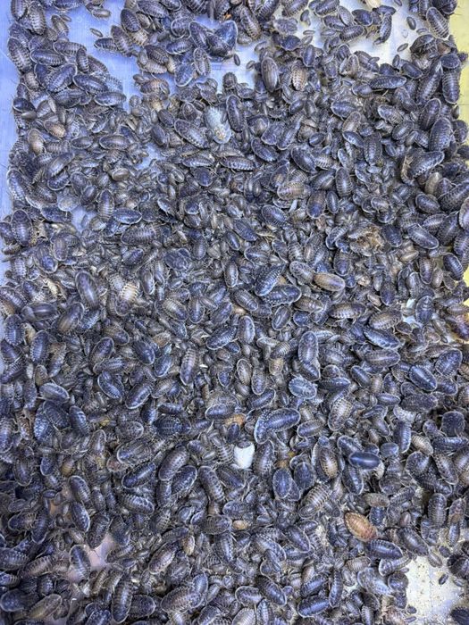 Baratas Argentina Alimento vivo