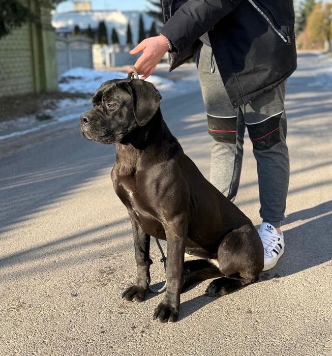 Cane corso Italiano