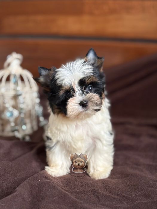 Цуценя Бівер Йорк