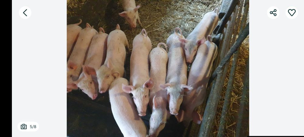 Поросята  два месяца