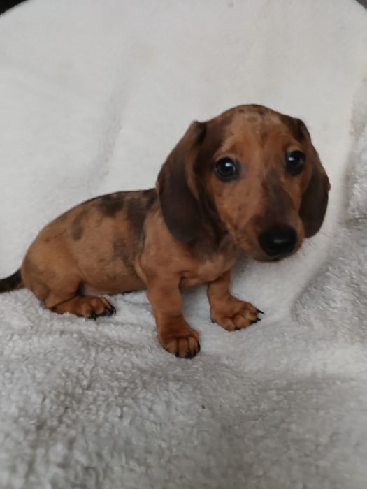 Jamnik krótkowłosy