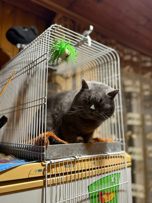 Для в'язки Шотланський Кіт Скоттіш-страйт .