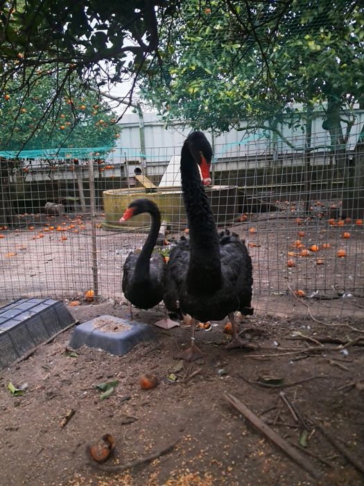 Cisnes pretos bebés