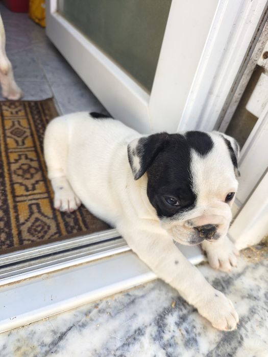 Bulldog francês fêmea
