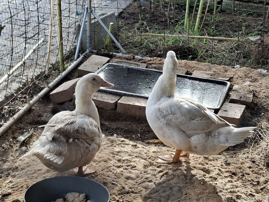 2 Patos de carne