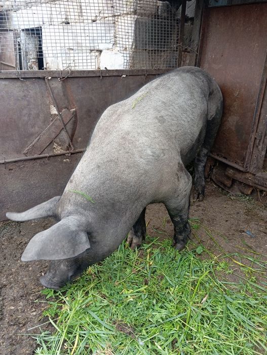 Свинина живым весом