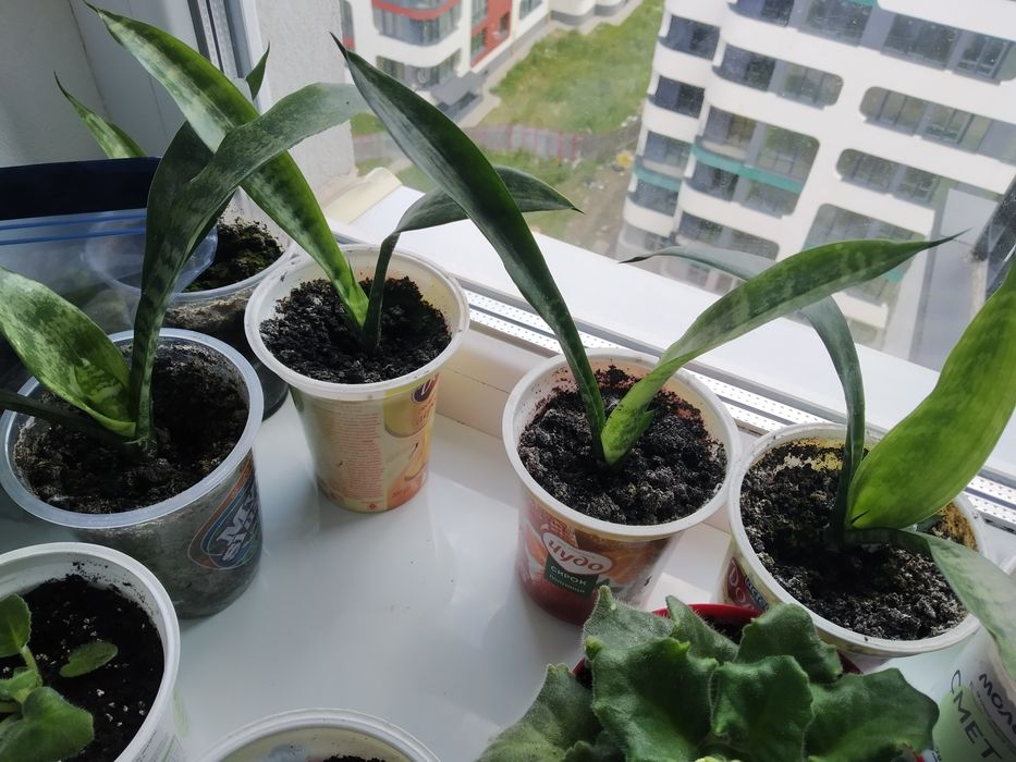 Вазон сансевієрія , щучий хвіст