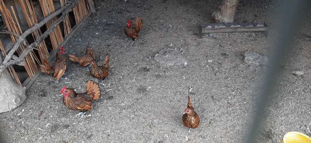 Продам Сібрайтів