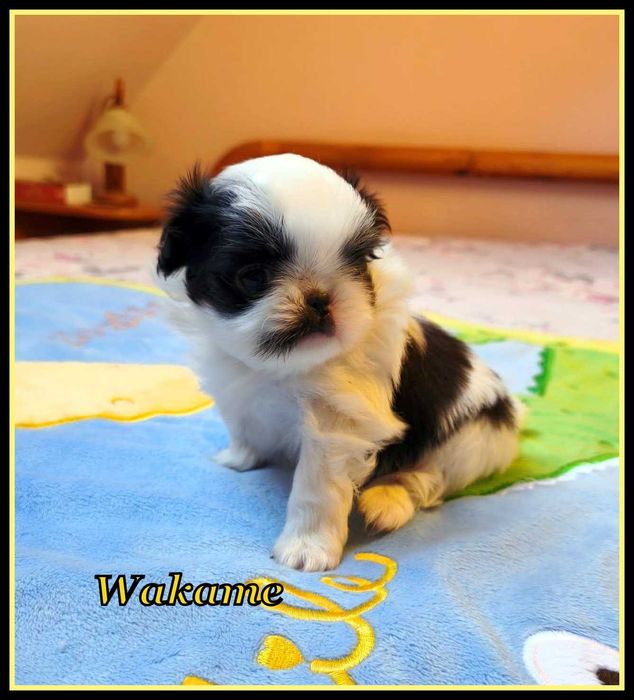 Japan chin, chiny japońskie