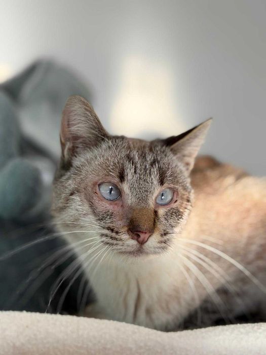 Gato para adoçao (Tom