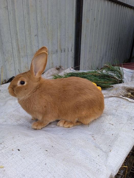 Кролі Бургундські